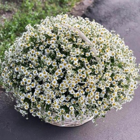 Композиция в корзине из 151 ромашки в Кубинке