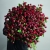 Монобукет из 75 кустовых роз Марун (70 см) в Кубинке