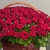 Композиция в корзине из 151 красной розы в Кубинке Композиция в корзине из 151 красной розы в Кубинке