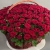 Композиция в корзине из 151 красной розы в Кубинке Композиция в корзине из 151 красной розы в Кубинке